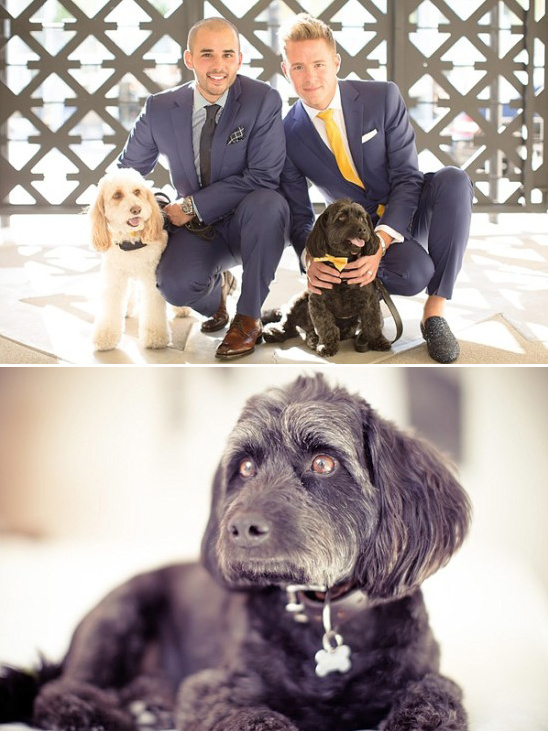 the grooms and their pups