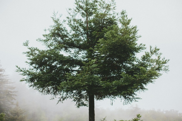 rainy-big-sur-wedding