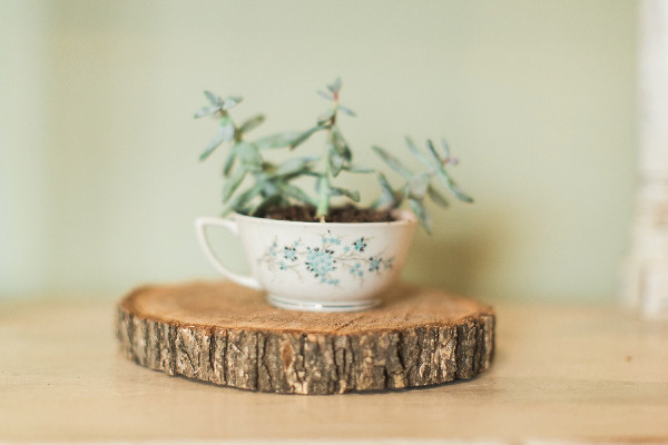 oklahoma-peach-and-mint-succulent