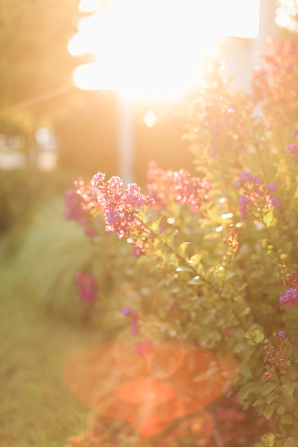 oklahoma-peach-and-mint-succulent