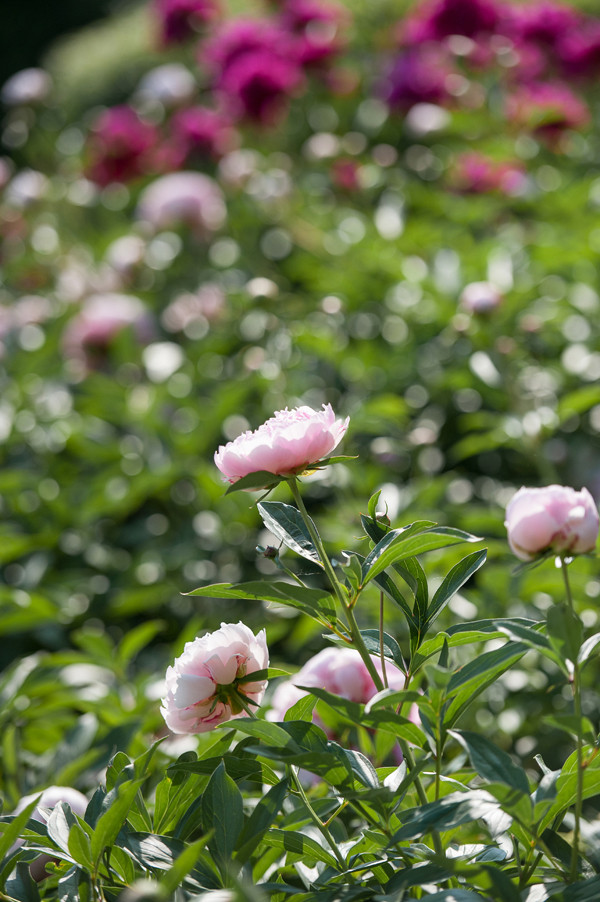pink-patterned-garden-wedding
