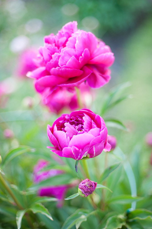 pink-patterned-garden-wedding