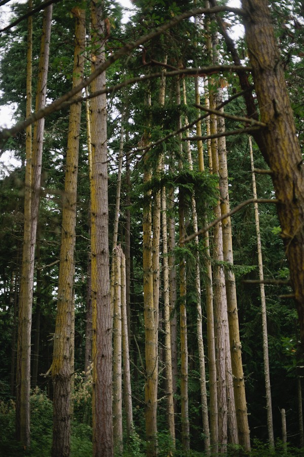 thoughtful-and-thrifty-woodland-wedding