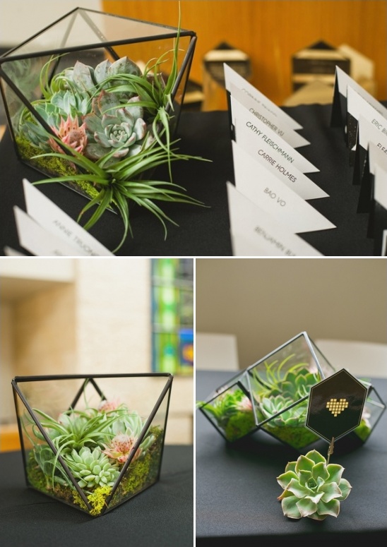 succulent and air plant modern planters
