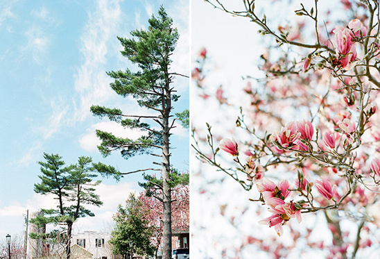 Spring landscape: tall pines and blooming magnolias
