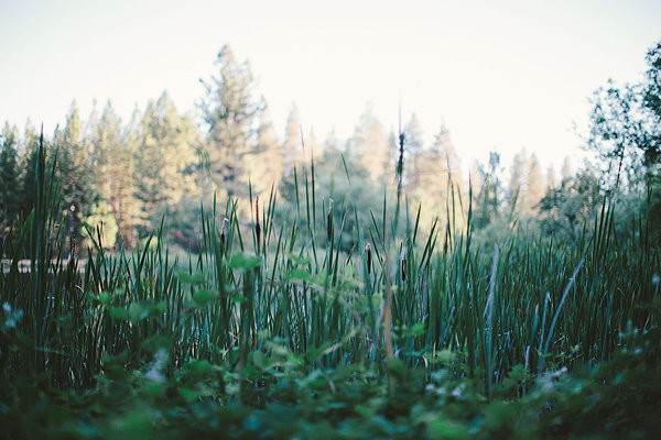 bold-and-earthy-woodland-wedding