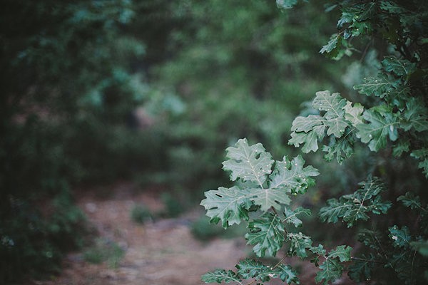 bold-and-earthy-woodland-wedding