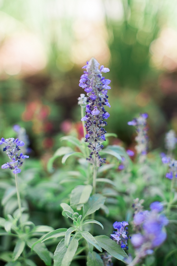 perfectly-purple-wedding