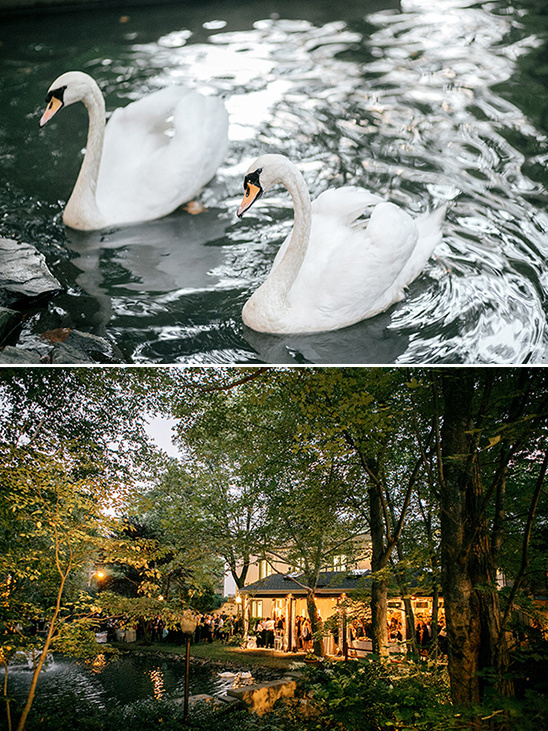 wedding swans