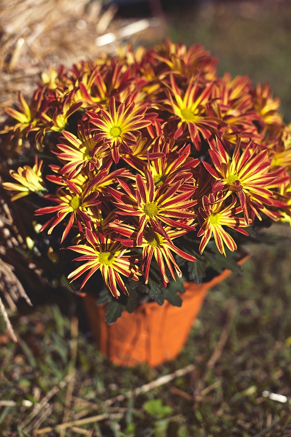 fall-canadian-wedding