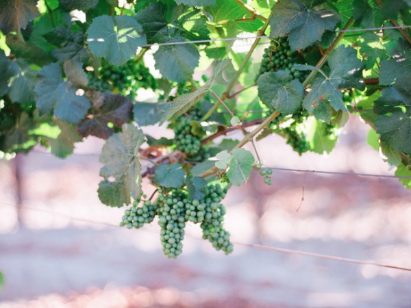 let-love-grow-vineyard-wedding