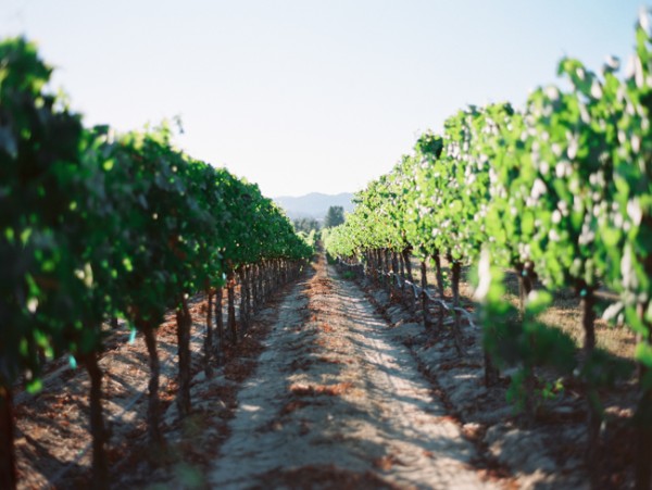let-love-grow-vineyard-wedding