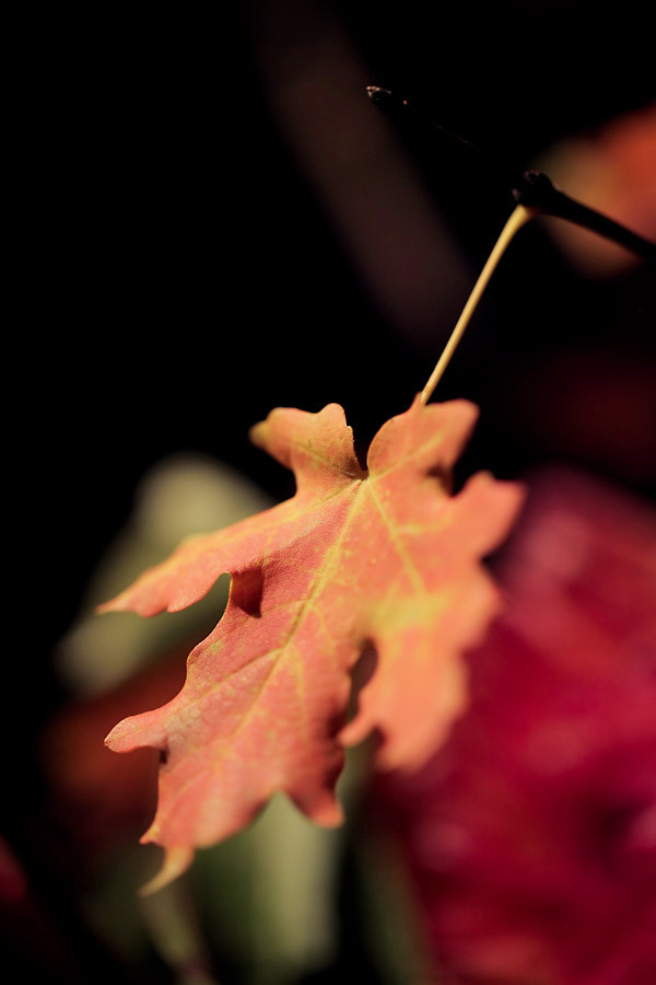 the-ultimate-fall-wedding