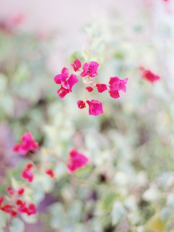 pink-rose-garden-wedding