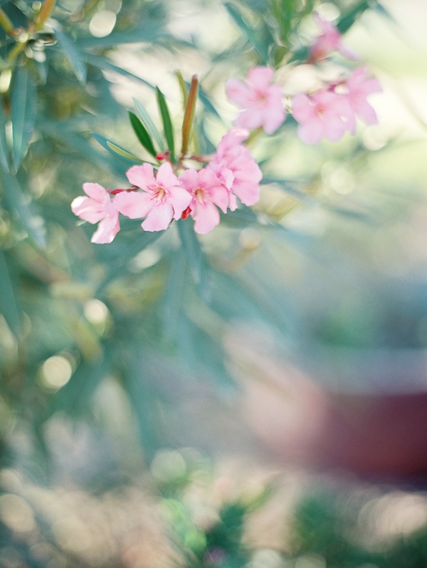 pink-rose-garden-wedding