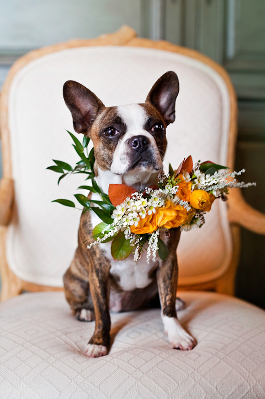 Cute doggie ring bearer @weddingchicks