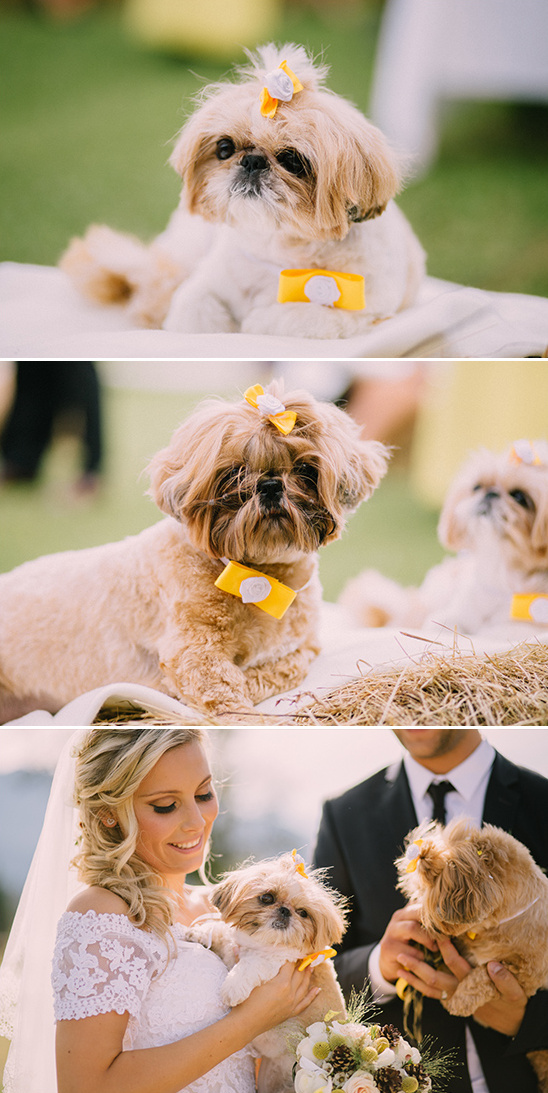 Adorable Shih Tzu dogs at a wedding celebration with lovely details