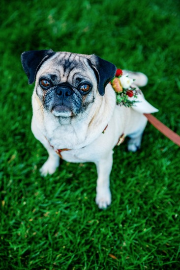 cheerful-wedding-in-carmel