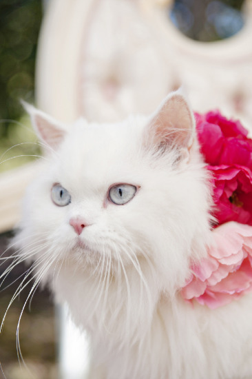 pink-and-gold-athens-wedding