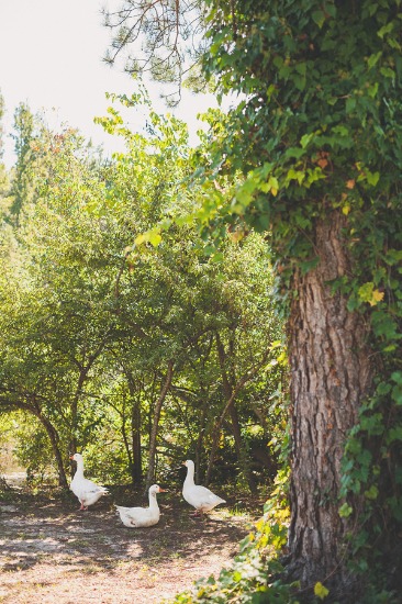 wee-little-piggy-wedding