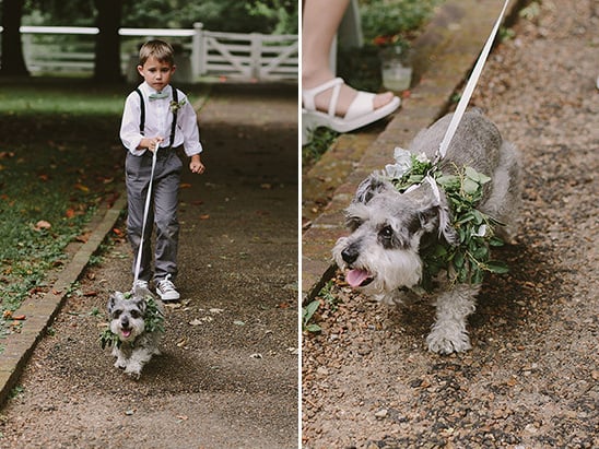 ring bearer and wedding dog