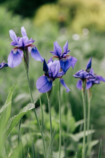 elegant-garden-blooms-wedding