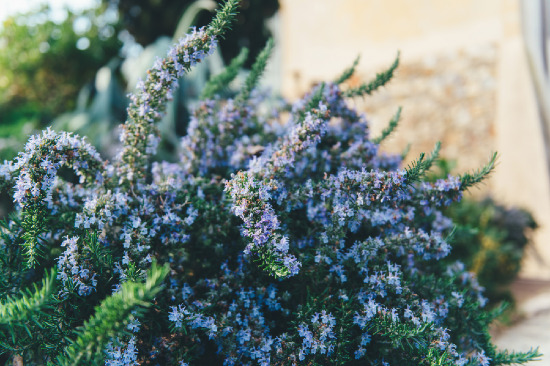 heirloom-garden-wedding-ideas-in-tuscany