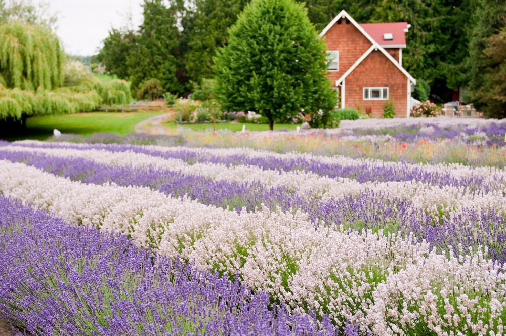 purplehazelavendarfarm