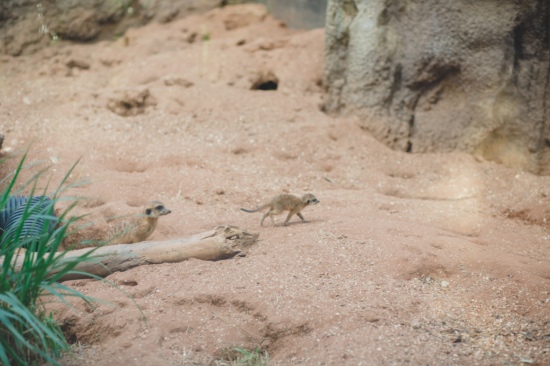 southern-comfort-at-the-zoo-wedding