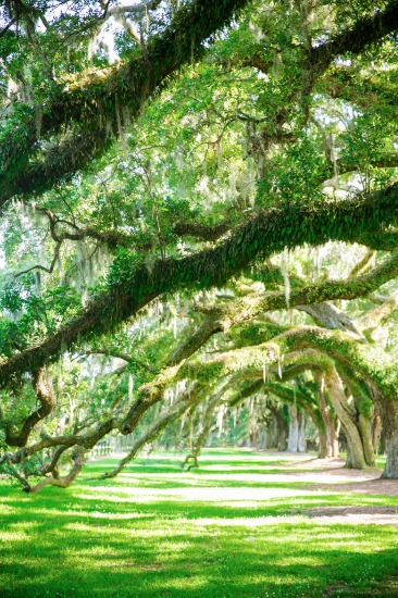 a-masterpiece-wedding-in-south-carolina