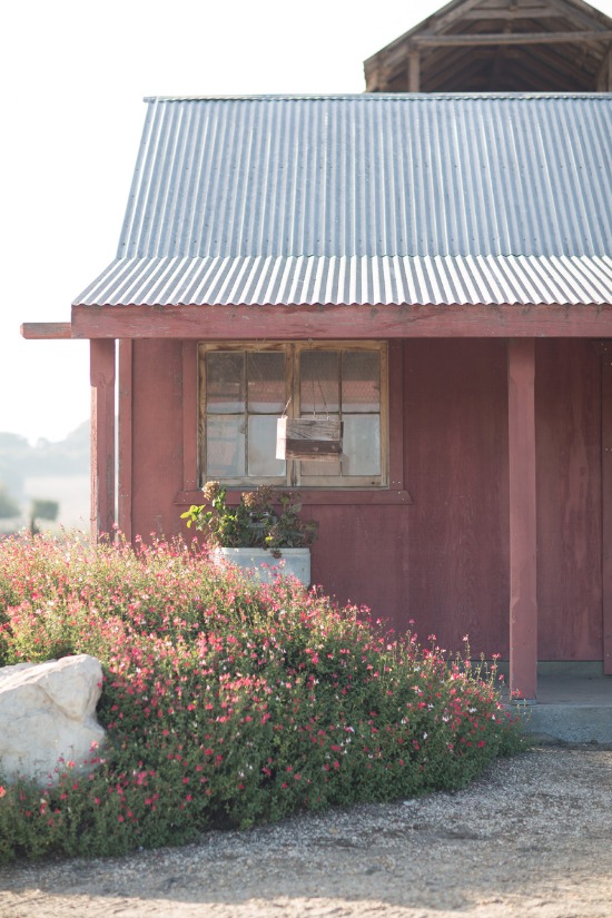 lavender-and-burlap-pismo-beach-wedding