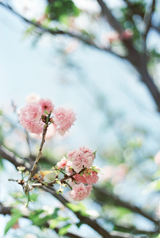 romantic-pink-travel-wedding