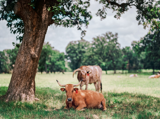 rustic-farm-wedding