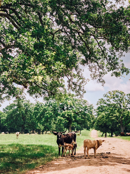 rustic-farm-wedding