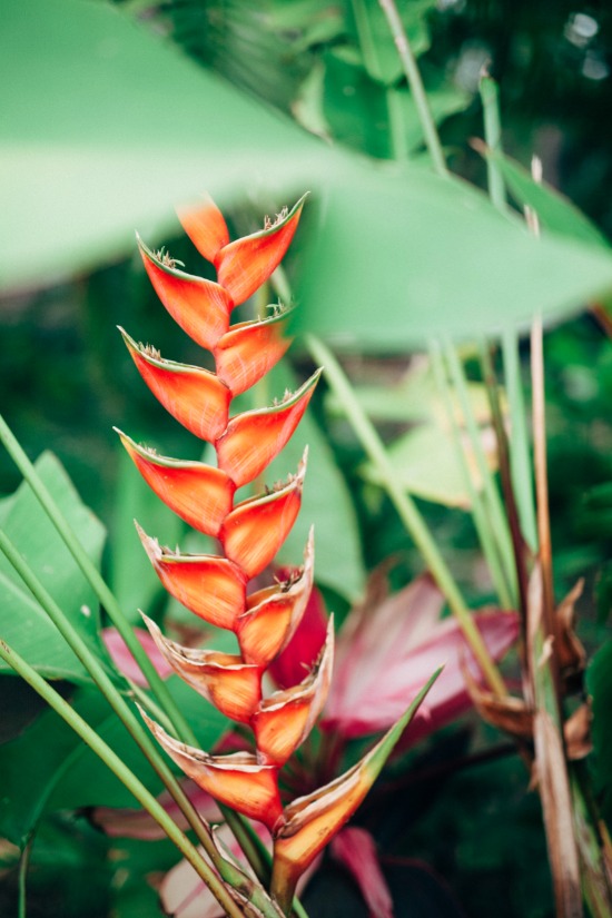 hawaii-pop-up-wedding