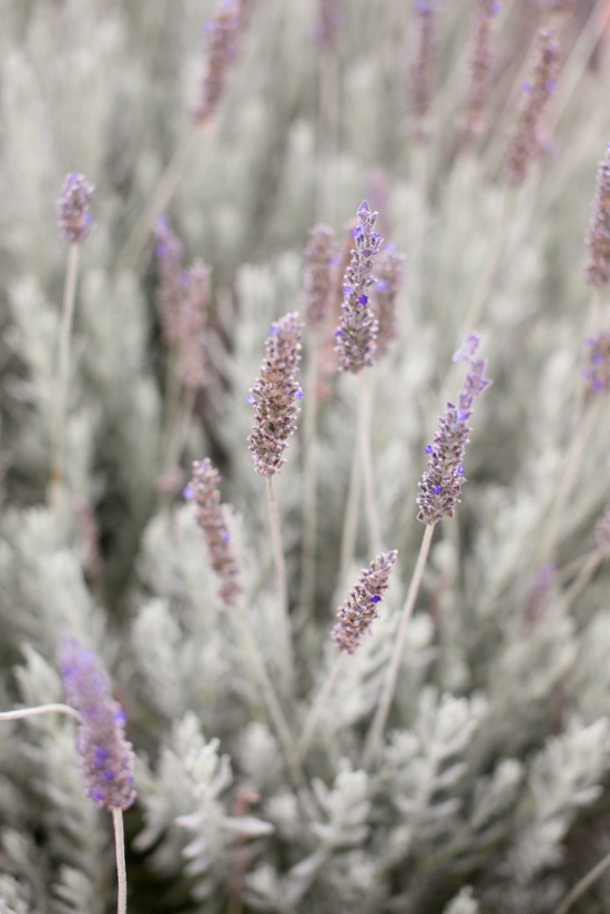 peach-and-grey-memories-wedding