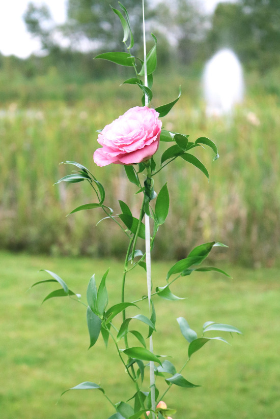 pretty-as-a-peach-bridal-shower