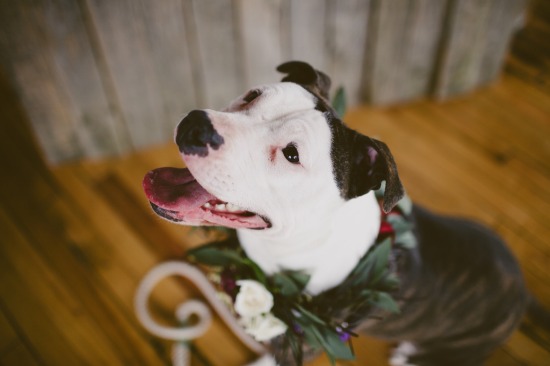 dog-friendly-puppy-love-wedding