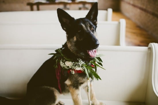 dog-friendly-puppy-love-wedding
