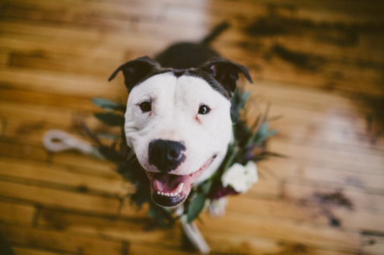 dog-friendly-puppy-love-wedding