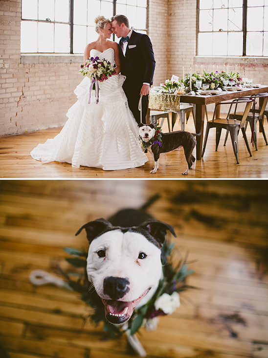cute dog with floral collar @weddingchicks