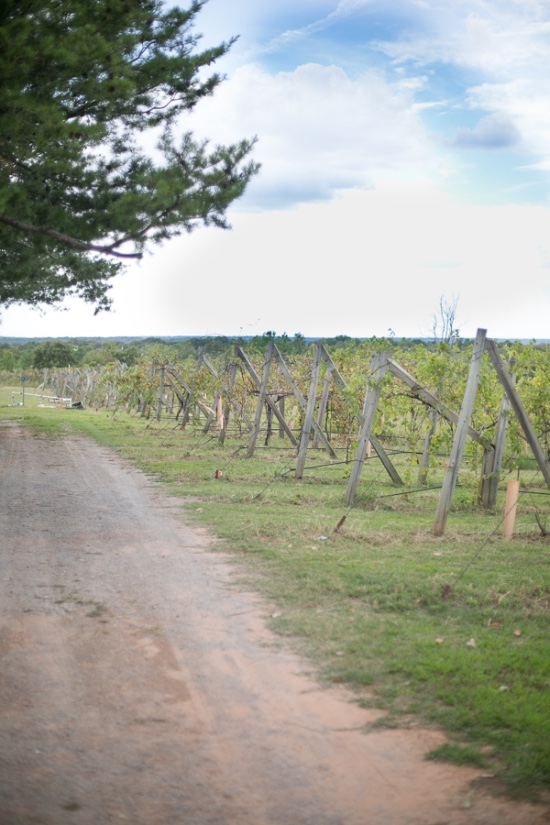 pretty-pink-vineyard-wedding