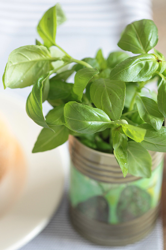 Fresh basil plant growing in a painted tin can