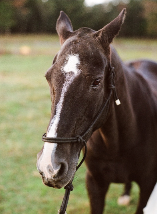 pretty-perfect-polo-wedding