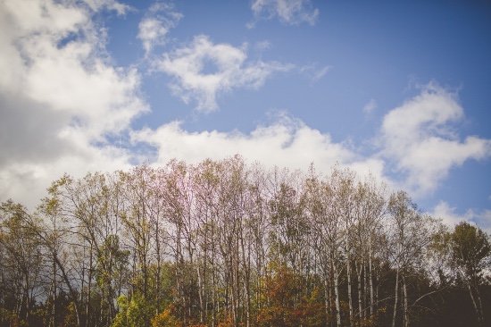 elegant-fall-vineyard-wedding
