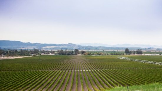 late-summer-romance-winery-wedding