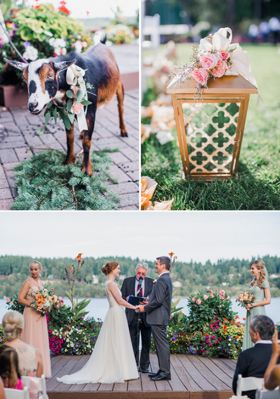 wedding goat and outdoor ceremony