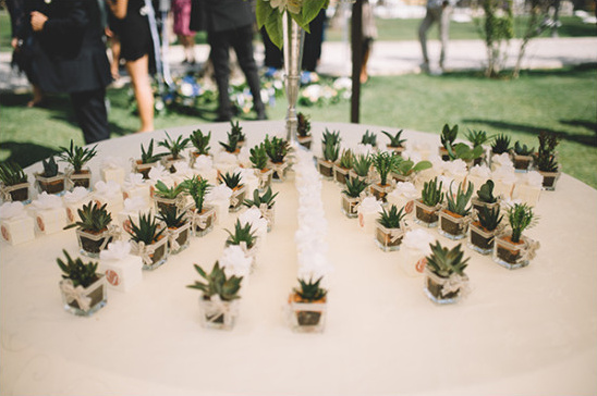 Miniature succulents wedding favors on a white table