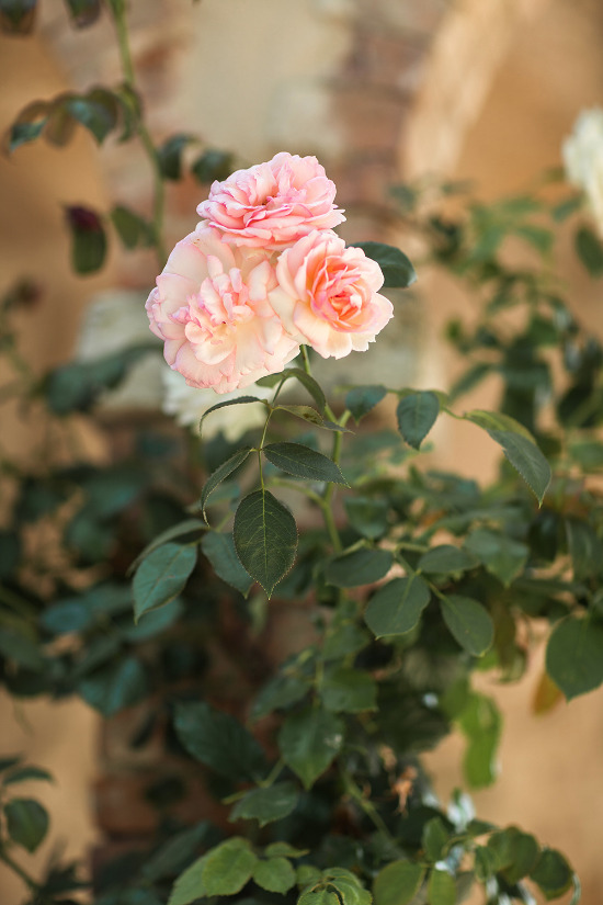 a-french-chteau-wedding