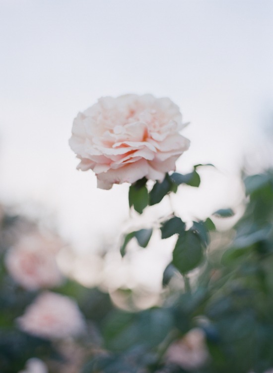 purple-luxury-farm-wedding